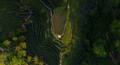A breathtaking aerial perspective of rice terraces with lush greenery in Bali.