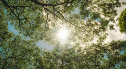 Sunlight filters through a lush green tree canopy in Quezon City, capturing a vibrant natural scene.