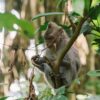 A monkey perched on a tree branch amidst vibrant jungle foliage, showcasing wildlife in nature.