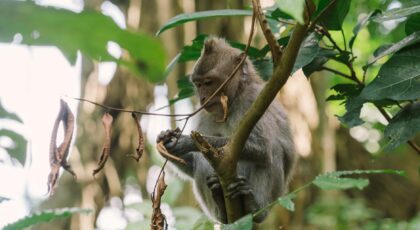 A monkey perched on a tree branch amidst vibrant jungle foliage, showcasing wildlife in nature.
