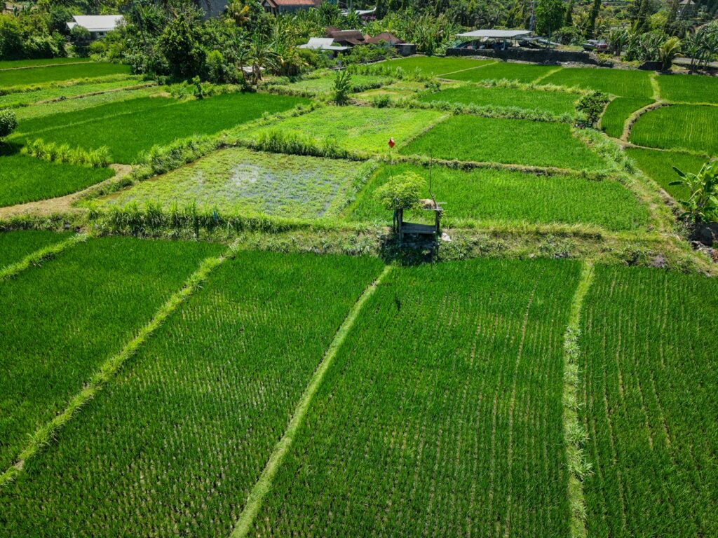 Villa Paddy Bali Beautiful Rice Field Villa Stay Travelers Love