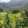 Aerial view of vibrant rice terraces surrounded by tropical forest in Bali, Indonesia.