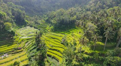 Aerial view of vibrant rice terraces surrounded by tropical forest in Bali, Indonesia.