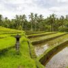 Scenic view of lush terraced rice fields surrounded by palm trees and greenery.