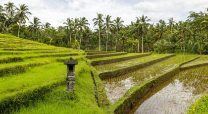 Scenic view of lush terraced rice fields surrounded by palm trees and greenery.